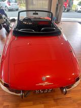Alfa Romeo Spider Duetto Osso di seppia - Alfa Romeo Gebrauchtwagen von 1969