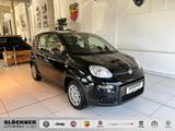 Fiat Panda  Pandina - Fiat Panda: Pandina