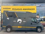 Peugeot Boxer MSG 2 Pferdetransporter 16.000 km 3,5t. - Tier- & Pferdetransport für 2 Pferde