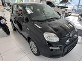 Fiat Panda Hybrid - Fiat Panda in Bonn