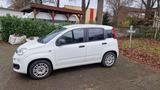 Fiat New Panda 1.2 8V EASY  - Fiat New Panda Benziner Gebrauchtwagen