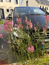 Mercedes-Benz A 170  Polar Star AVANTGARDE Polar... - Mercedes-Benz A 170 mit Panoramadach