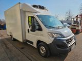 Fiat Ducato 2.3 150 PS TIEFKÜHLER THERMO CARRIER - Fiat Ducato in Berlin