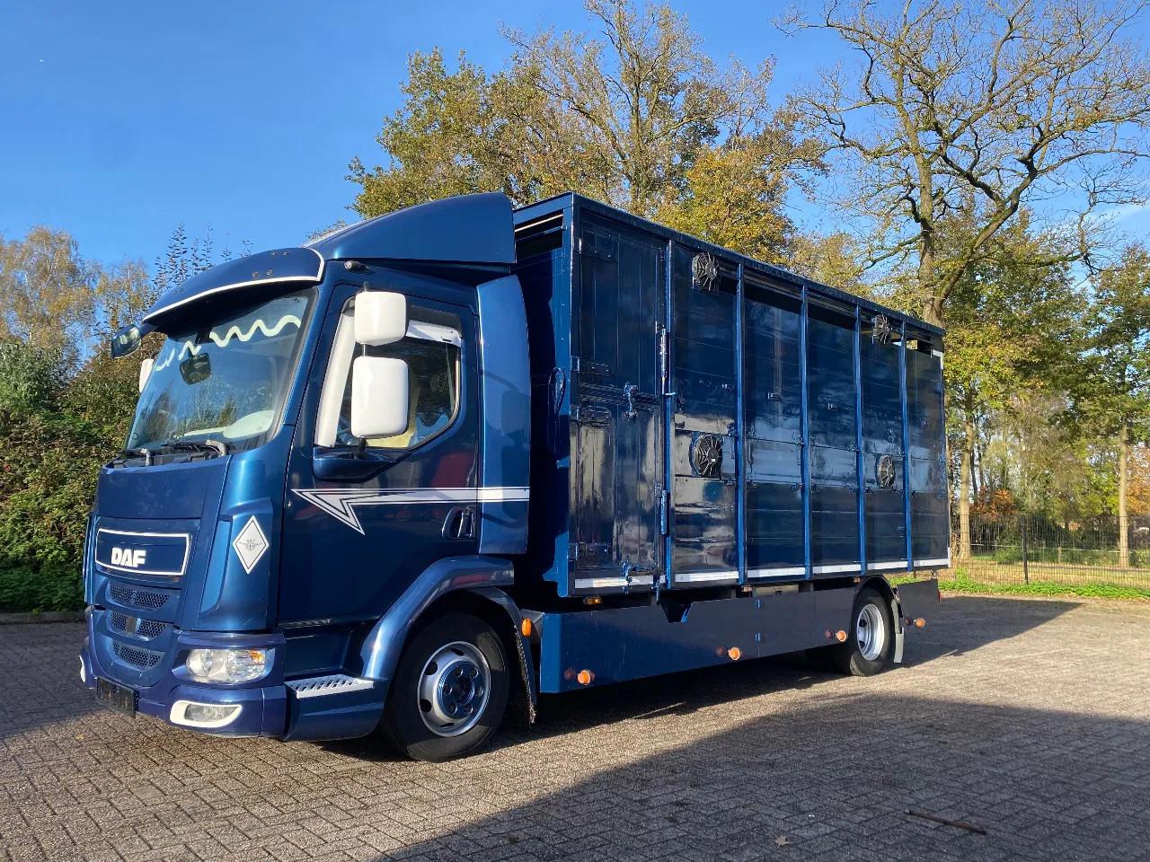 DAF LF 280 Livestock Veewagen 1 stock