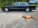 Jaguar SUPERSELTENER Daimler 2.Hand, SWB (!!!) XJ308, - Jaguar Daimler aus 1998