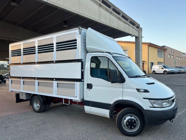 Iveco Daily 35c13 trasporto animali vivi patente