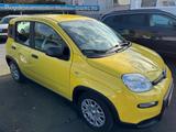 Fiat Panda Pandina Cross - Fiat Panda in Bonn