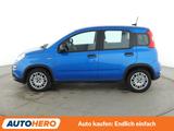 Fiat Panda 1.0 Mild-Hybrid Pandina Cross*TEMPO*PDC* - Fiat Panda: Pandina