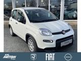 Fiat Panda 1.0 Mild Hybrid Klima/PDC/DAB/Bluetooth - Fiat Panda Tageszulassungen
