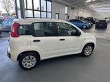 Fiat Panda Pop 1.2 8V - Fiat Panda: 1.1
