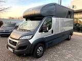 Peugeot Boxer MSG Pferdetransporter 3,5t Stablehopper - Tier-/Pferdetransport 3 pferde