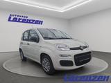 Fiat Panda 1.0 70PS Klima DAB Spurhalteass. Verkehrsz - Fiat Panda aus 2025