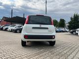 Fiat Panda Pandina 1.0 Icon *5 Sitzer Klimaanlage* - Fiat Panda Neuwagen mit Benzin-Antrieb