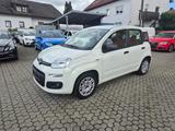 Fiat Panda 1.2 Easy *Sehr gepflegt* - Fiat Panda Gebrauchtwagen