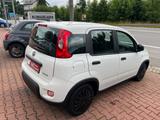 Fiat Panda Base    1.Hand   12500 Euro BRUTTO - Fiat: 125p