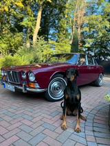 Jaguar XJ6 Serie 1  - Jaguar XJ6 Gebrauchtwagen