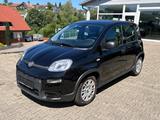 Fiat Panda Pandina - Fiat Panda: Pandina
