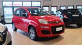 Fiat Panda 1.2 Easy 69cv - Fiat Panda Cabrio Gebrauchtwagen