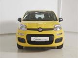 Fiat Panda 1.0 GSE Hybrid Pandina Icon - Fiat Panda Pandina mit Benzin-Antrieb