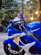 Suzuki Hayabusa GSXR 1300 - Offers