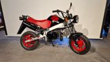 Honda ZB 50 / nur 550 km! - NAKED BIKE VON 1 BIS 50 CCM
