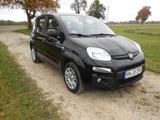 Fiat New Panda 1.2 EASY - Fiat New Panda Benziner Gebrauchtwagen