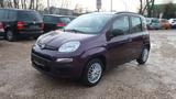 Fiat Panda My Panda *Garantie* - Fiat Panda: My