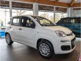 Fiat Panda Pandina POP DAB+PDC+KLIMA+BC+ESP+ESC+ABS++ - Fiat Panda Neuwagen mit Benzin-Antrieb