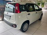 Fiat Panda (Pandina) 1.0 GSE Icon Hybrid - Fiat Panda in Hagen