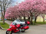 Honda St1300 - HONDA ST 1300