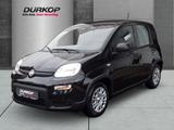 Fiat Panda City Paket el. Spiegel Parkpilot Klimaanla - Fiat Panda Gebrauchtwagen in Kassel