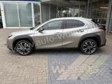 Lexus UX 250h HYBRID Autom. Premium Plus Leder ACC - Lexus UX Tageszulassungen