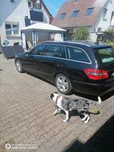 Mercedes-Benz E 200 CDI Blue  EFFICIENCY AVANTGARDE  zu verkau - Mercedes-Benz E 200: Cdi Avantgarde