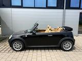 MINI Cooper Cabrio Leder/Klima - MINI Cooper Cabrio aus 2009