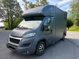 Peugeot Boxer MSG Stablehopper Pferdetransporter 3,5t - graue Peugeot Boxer