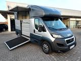 Peugeot Boxer MSG Pferdetransporter 3,5t Stablehopper - Tier-/Pferdetransport 3 pferde