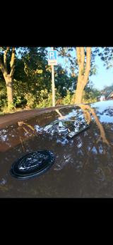 Jaguar XJS Convertible V 12 Oldtimer - Jaguar XJS: 12 V