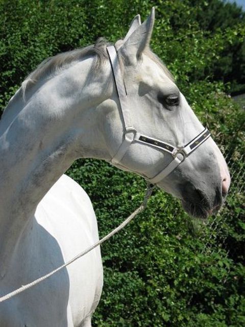 Image of Renault Captur