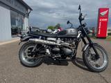 Triumph Scrambler 900 Top Zustand - TRIUMPH SCRAMBLER