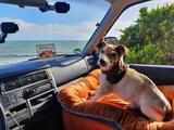 Volkswagen T4 Caravelle 2.5 Kat lang Standard - VW T4 Caravelle mit Schiebedach