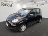 Fiat Panda Base MILD-HYBRID++HAMMERPREIS! - Fiat Panda aus 2025
