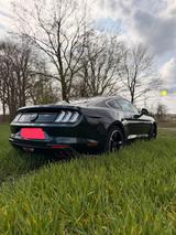 Ford Mustang 5.0 Ti-VCT V8 Bullitt Bullitt - Ford Mustang Bullitt mit Benzin-Antrieb