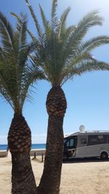 Dethleffs Magic Edition Wohnmobil - Offers