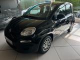 Fiat Panda (Pandina) 1.0 GSE Icon Hybrid - Fiat Panda in Hagen