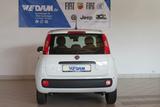 Fiat Panda Pandina Urban 1.0 Hybrid *CityPaket* - Fiat Panda Tageszulassungen