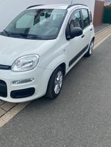 Fiat New Panda 1.2 8V EASY EASY - weiße Fiat New Panda