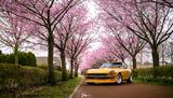 Datsun 240Z - Datsun 240Z Gebrauchtwagen