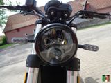 Benelli Leoncino 500 Euro 5 Vorführer - BENELLI LEONCINO