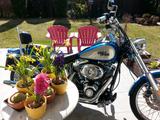 Harley-Davidson Softtail Custom FXSTC - Offers