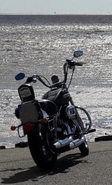 Harley-Davidson Sportster 1200 XL low - HARLEY-DAVIDSON 2007 SPORTSTER 1200